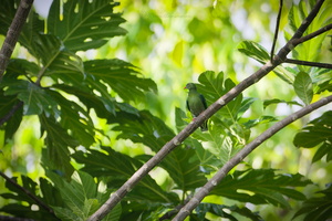 Claret-breasted Fruit Dove (Ptilinopus viridis)
