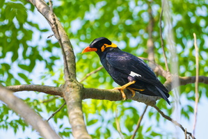 Common Hill Myna (Gracula religiosa) (1)