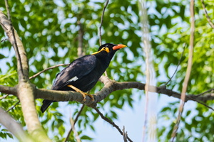 Common Hill Myna (Gracula religiosa) (2)