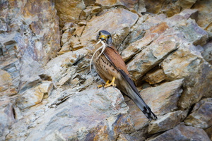 Common kestrel (Falco tinnunculus) 