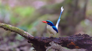 Common Paradise Kingfisher (Tanysiptera galatea)
