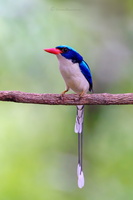 common paradise kingfisher (Tanysiptera galatea)05