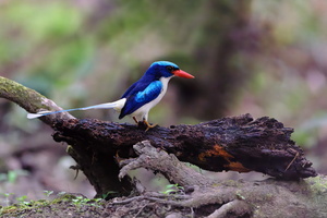 Common Paradise-kingfisher (Tanysiptera galatea) (1)