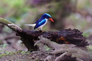 Common Paradise-kingfisher (Tanysiptera galatea) (2)