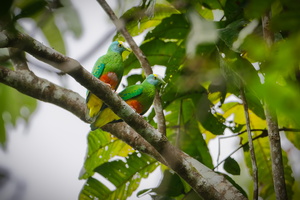 Coroneted Fruit Dove (Ptilinopus coronulatus) (1)
