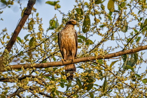 Crested Serpent-Eagle (Spilornis cheela)