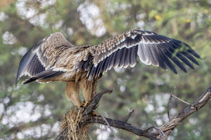 Eastern imperial eagle (Aquila heliaca) (1)