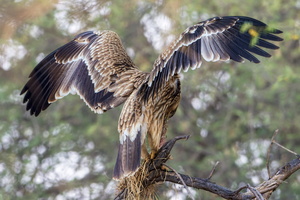 Eastern imperial eagle (Aquila heliaca) (2)