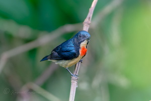 Fire-breasted flowerpecker (Dicaeum ignipectus) (1)
