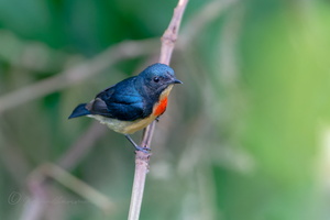 Fire-breasted flowerpecker (Dicaeum ignipectus) (2)