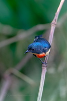 Fire-breasted flowerpecker (Dicaeum ignipectus) (3)