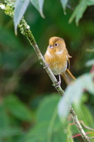 Fulvous Parrotbill (Suthora fulvifrons) (1)
