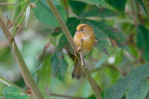 Fulvous Parrotbill (Suthora fulvifrons) (3)
