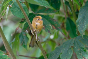 Fulvous Parrotbill (Suthora fulvifrons) (4)