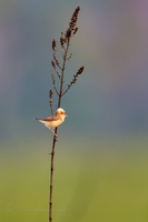 Golden-headed Cisticola (Cisticola exilis)