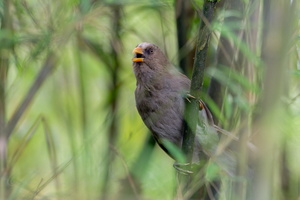 Great Parrotbill (Paradoxornis aemodium) (1)