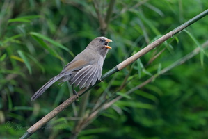 Great Parrotbill (Paradoxornis aemodium) (2)