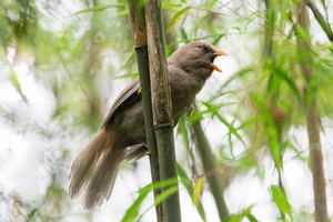 Great Parrotbill (Paradoxornis aemodium) (3)