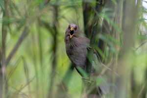Great Parrotbill (Paradoxornis aemodium) (4)