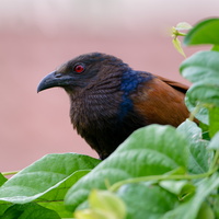 Greater Coucal ( Centropus sinensis ) (1)