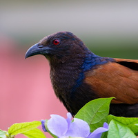 Greater Coucal ( Centropus sinensis ) (2)