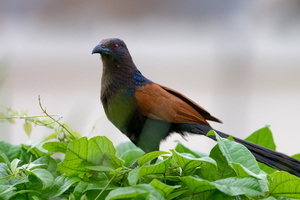 Greater Coucal ( Centropus sinensis ) (3)