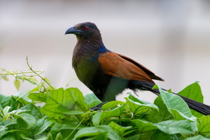 Greater Coucal ( Centropus sinensis ) (4)