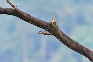 Greater flameback (Chrysocolaptes guttacristatus)