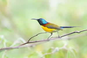 Green-tailed Sunbird (Aethopyga nipalensis) (1)