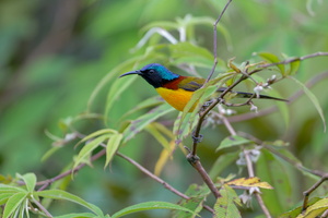 Green-tailed Sunbird (Aethopyga nipalensis) (2)