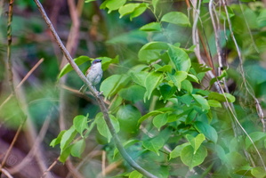 Grey-crowned Prinia (Prinia cinereocapilla)