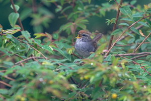 Grey-sided Bush-warbler (Cettia brunnifrons)