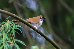 Grey-sided Laughingthrush (Pterorhinus caerulatus) (1)