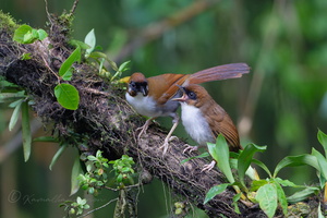 Grey-sided Laughingthrush (Pterorhinus caerulatus) (3)