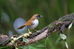 Grey-sided Laughingthrush (Pterorhinus caerulatus) (4)