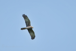 Hen harrier (Circus cyaneus)