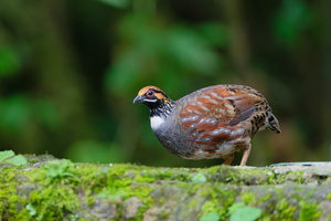 Hill Partridge (Arborophila torqueola) (1)