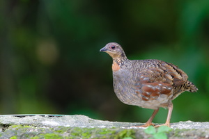 Hill Partridge (Arborophila torqueola) (2)