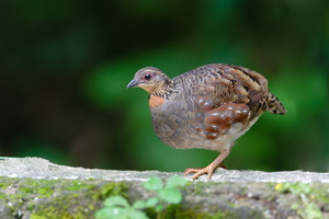 Hill Partridge (Arborophila torqueola) (3)