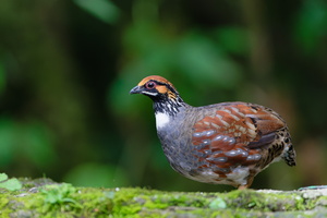 Hill Partridge (Arborophila torqueola) (4)