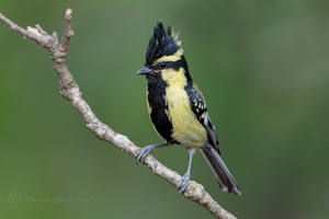 Himalayan black-lored tit (Machlolophus xanthogenys)