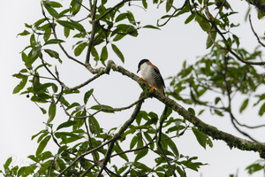 Himalayan cutia (Cutia nipalensis) (1)