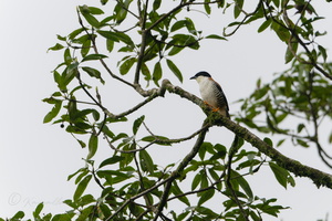 Himalayan cutia (Cutia nipalensis) (2)