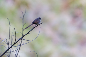 Himalayan prinia (Prinia crinigera)