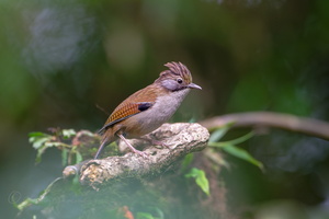 Hoary-throated Barwing (Sibia nipalensis)