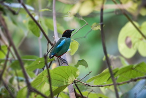 Hooded Pitta (Pitta sordida)  (1)