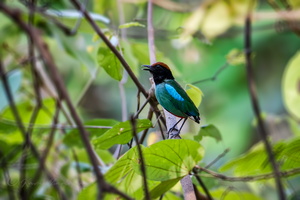 Hooded Pitta (Pitta sordida)  (2)