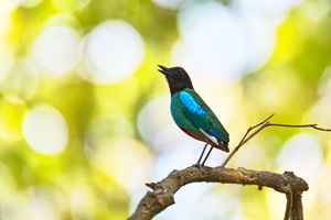 Hooded Pitta (Pitta sordida)