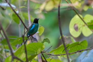 hooded pitta (Pitta sordida)01