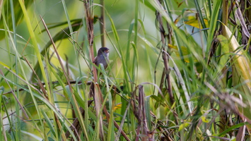 Jerdon&#039;s Babbler (Chrysomma altirostre) (2)